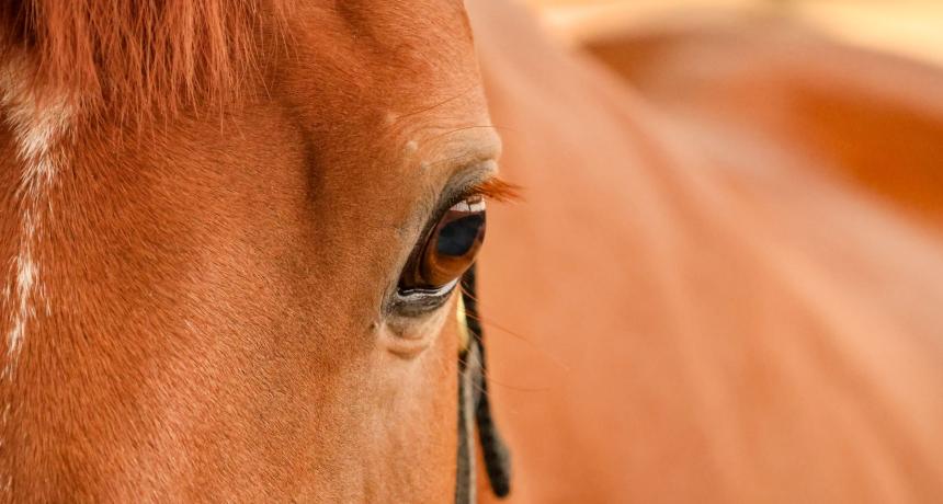 Normandy Horse Meet'Up