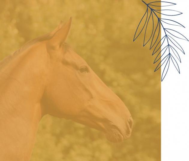 tête d'un cheval brun de profil au salon Normandy Horse Meet'Up au Pôle International du Cheval Longines-Deauville